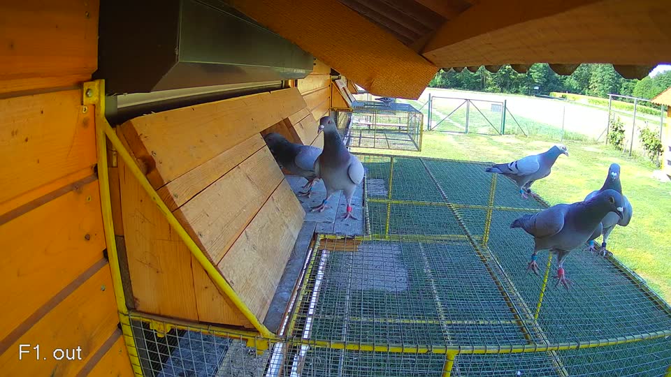 Pigeon Arrival Image For Race Race 2