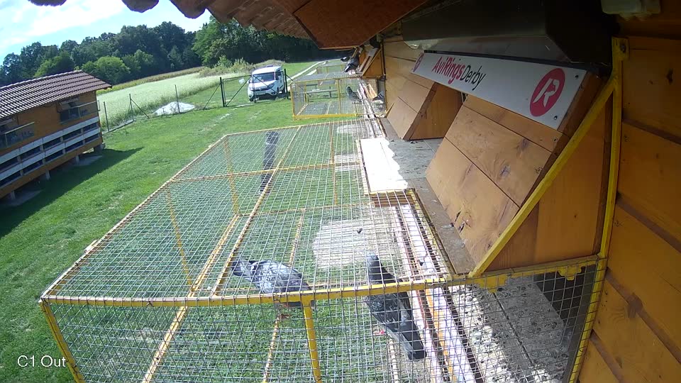 Pigeon Arrival Image For Race Race 6
