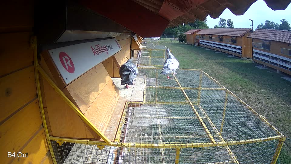 Pigeon Arrival Image For Race Race 4