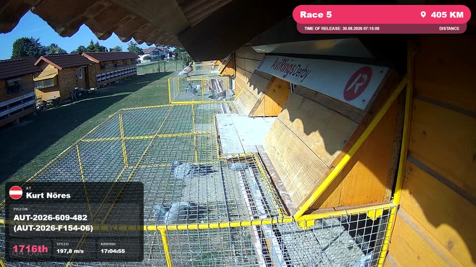 Pigeon Arrival Image For Race Race 5