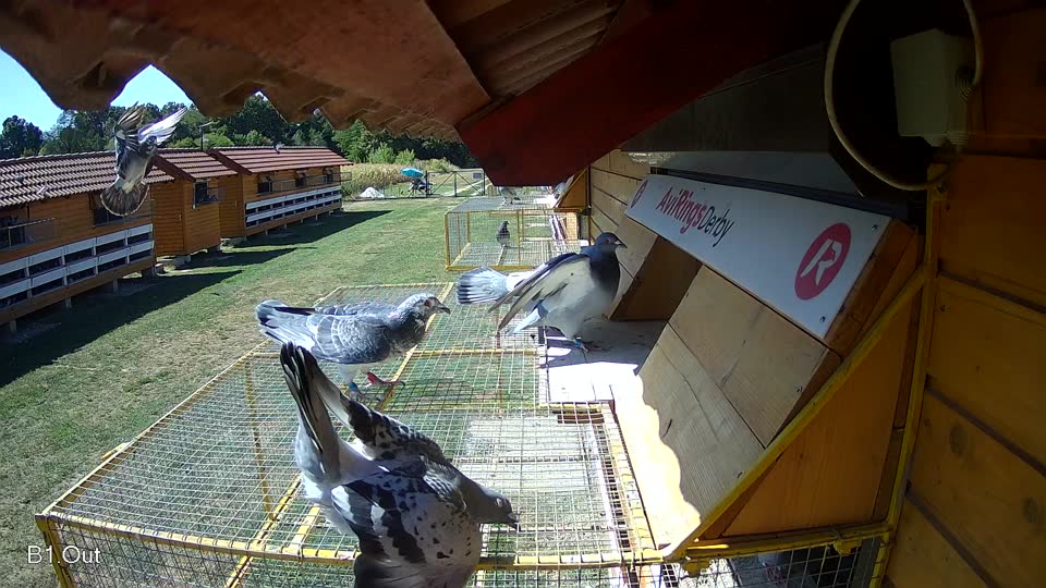 Pigeon Arrival Image For Race Race 3