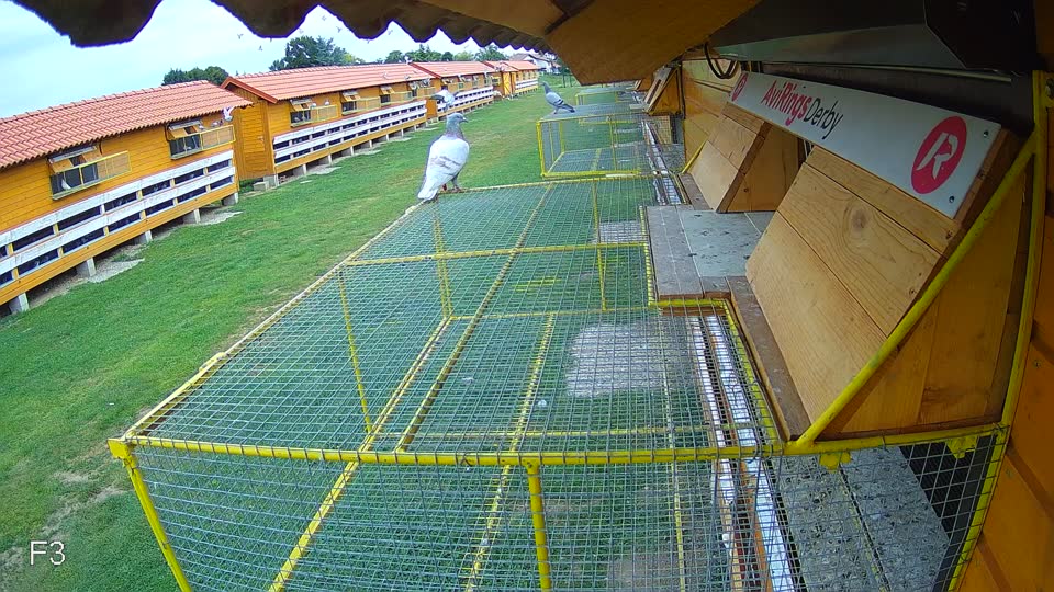Pigeon Arrival Image For Race Race 3
