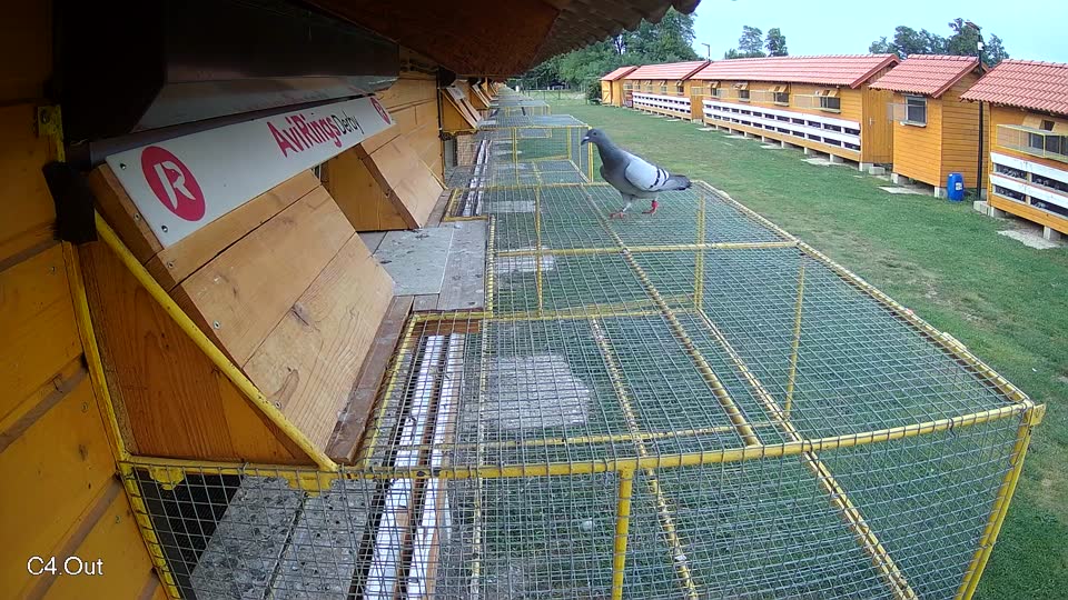 Pigeon Arrival Image For Race Race 4