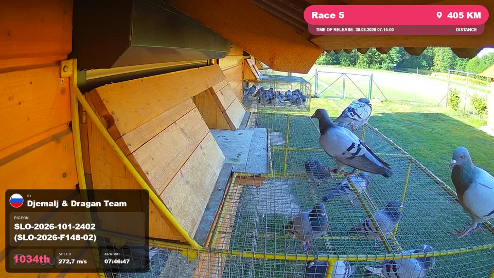 Pigeon Arrival Image For Race Race 5