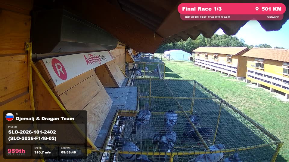 Pigeon Arrival Image For Race Final Race 1/3