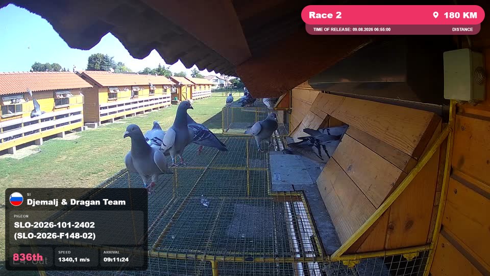 Pigeon Arrival Image For Race Race 2