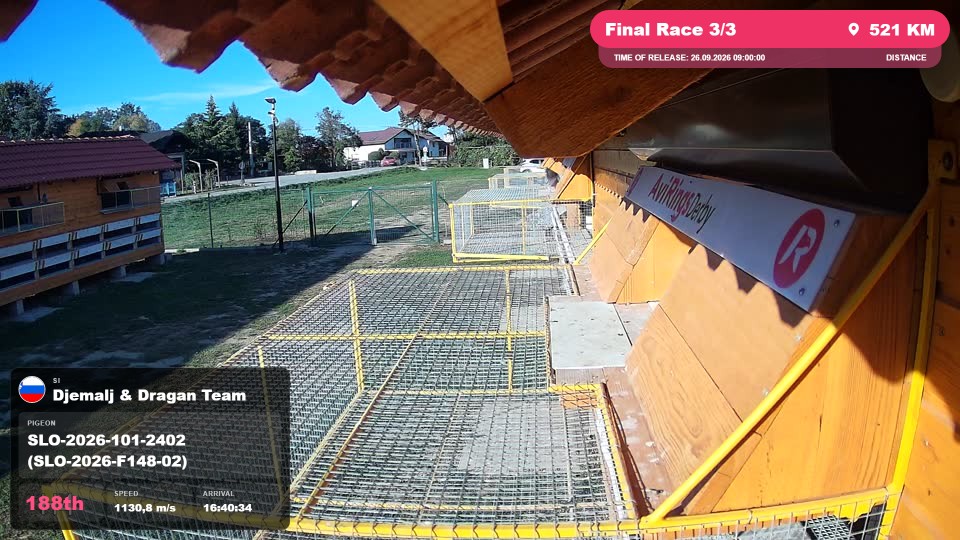 Pigeon Arrival Image For Race Final Race 3/3