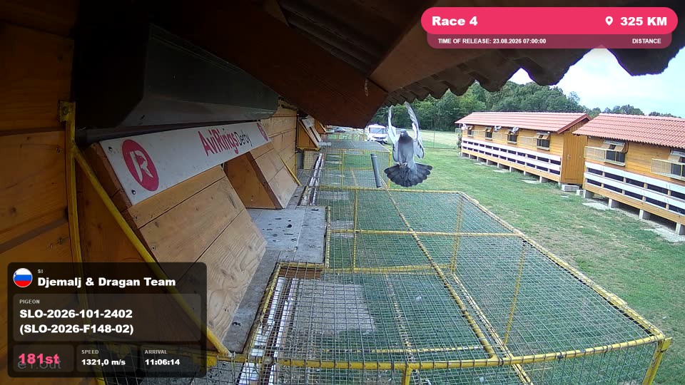 Pigeon Arrival Image For Race Race 4
