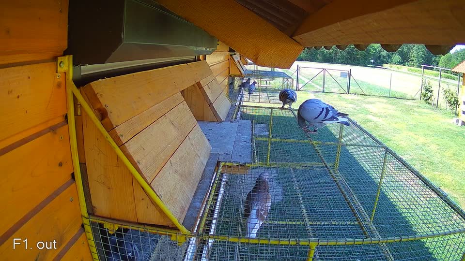 Pigeon Arrival Image For Race Race 2