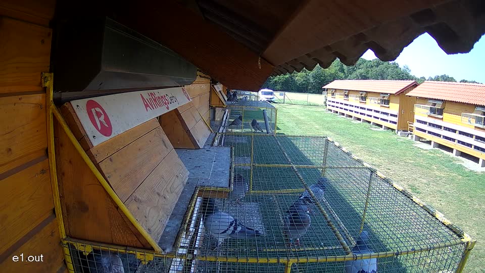 Pigeon Arrival Image For Race Race 1