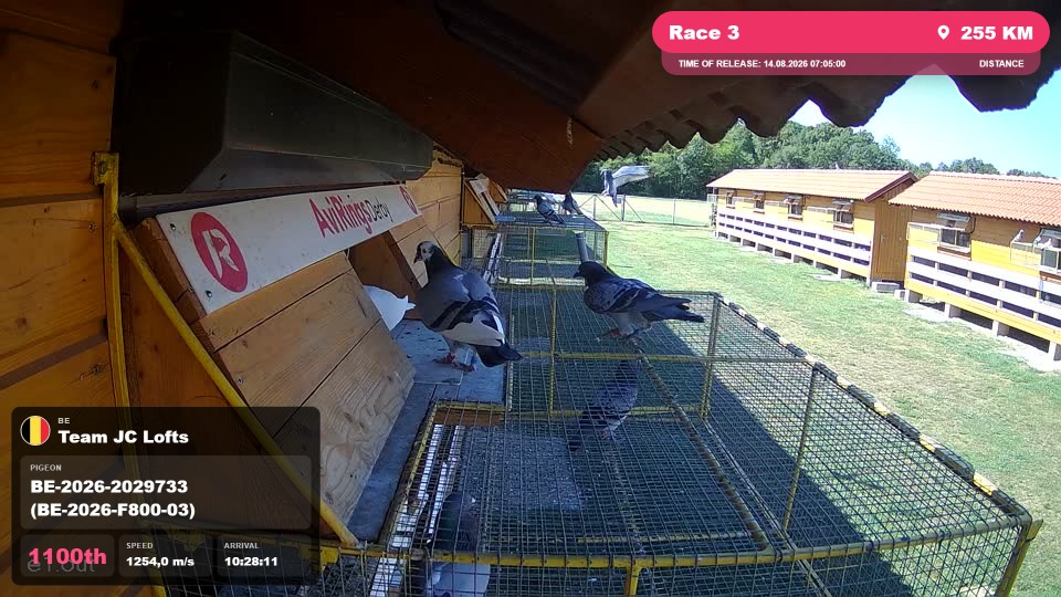 Pigeon Arrival Image For Race Race 3