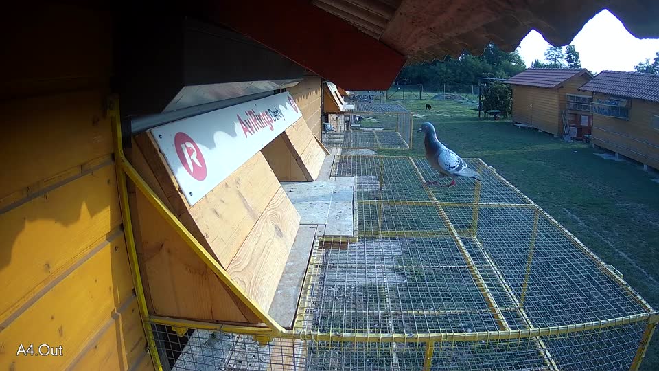 Pigeon Arrival Image For Race Race 4