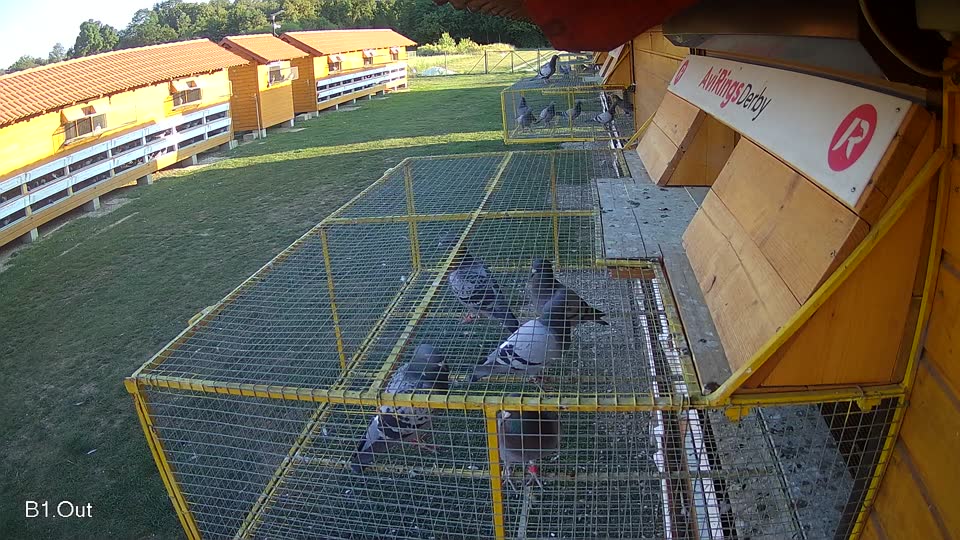 Pigeon Arrival Image For Race Race 5