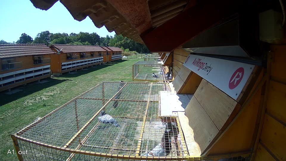 Pigeon Arrival Image For Race Race 5