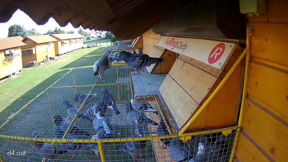 Pigeon Arrival Image For Race Race 1