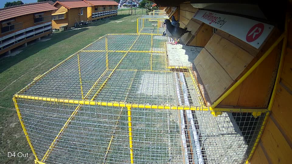 Pigeon Arrival Image For Race Race 4
