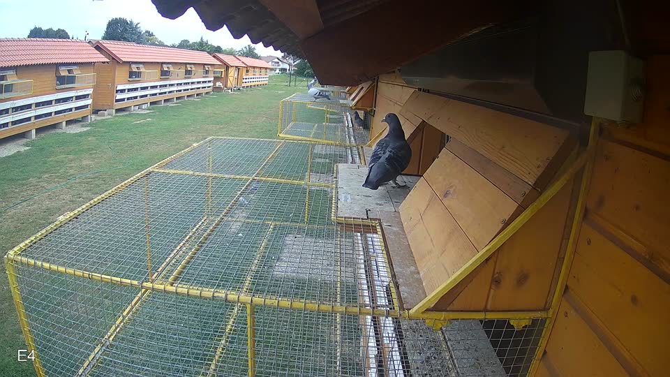 Pigeon Arrival Image For Race Race 3