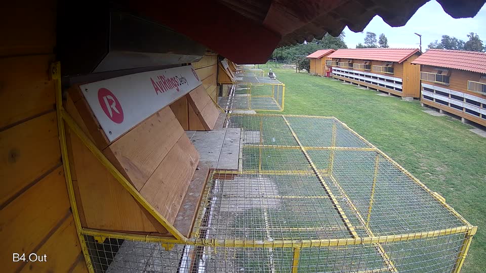 Pigeon Arrival Image For Race Final race 3