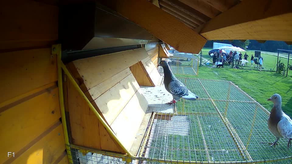 Pigeon Arrival Image For Race Final race 1