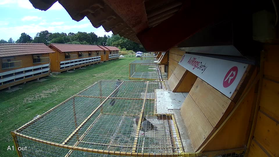 Pigeon Arrival Image For Race Race 4