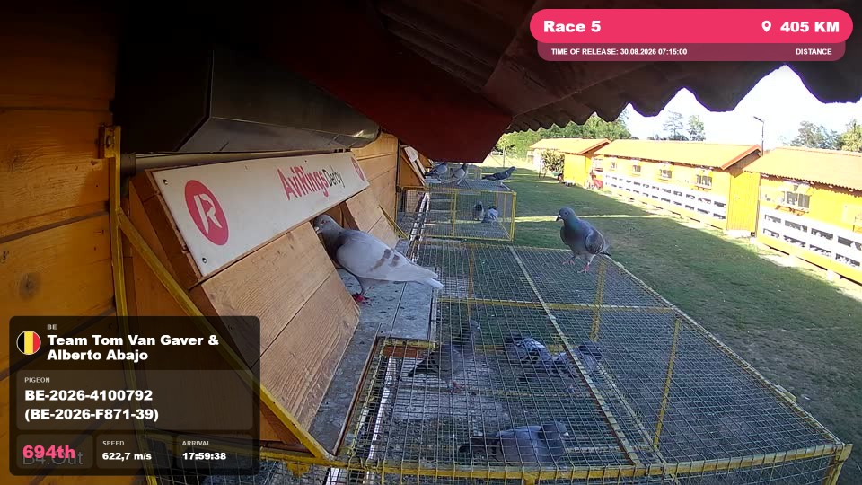 Pigeon Arrival Image For Race Race 5