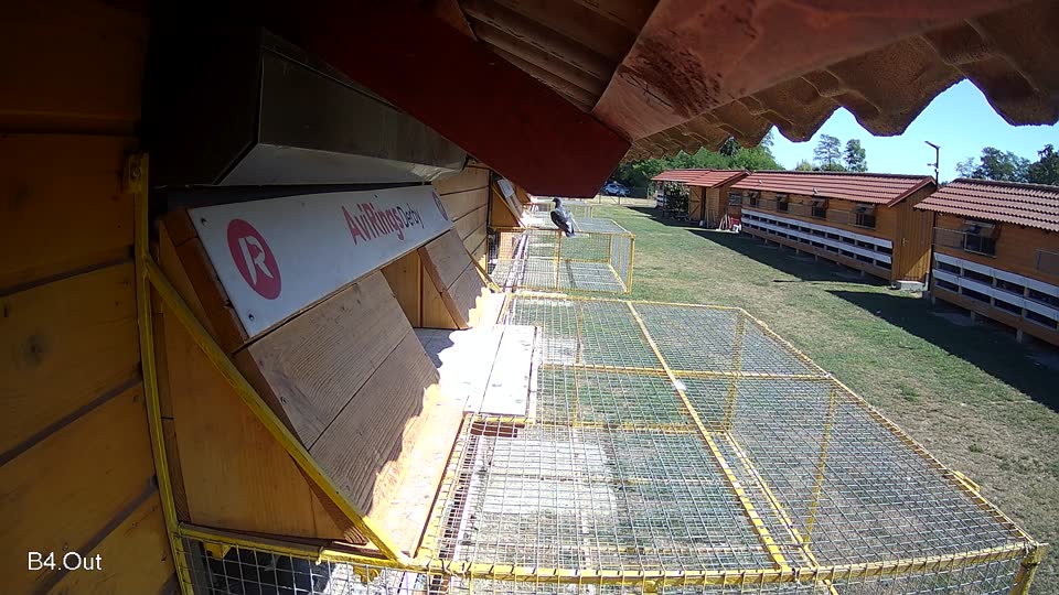 Pigeon Arrival Image For Race Race 3