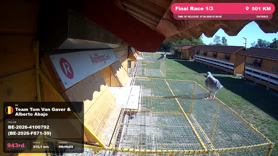 Pigeon Arrival Image For Race Final Race 1/3