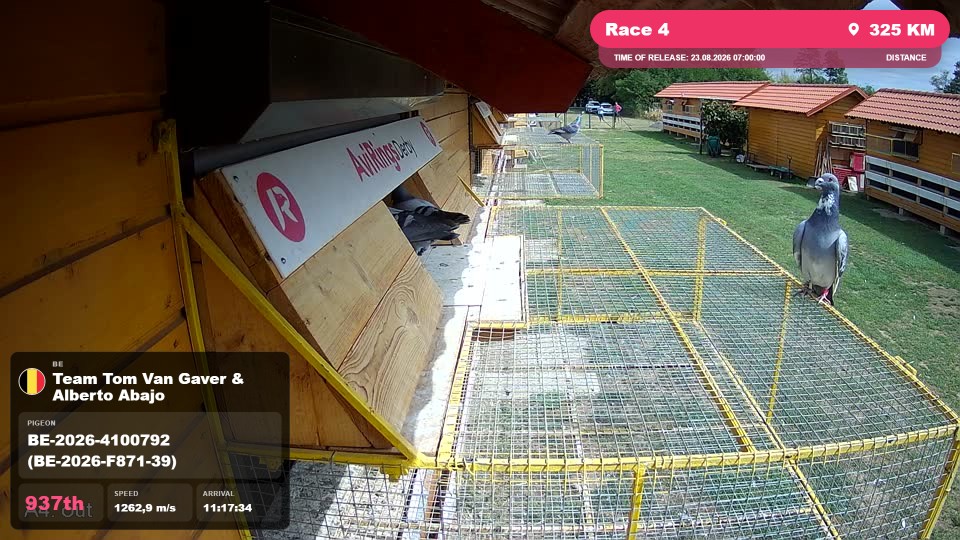 Pigeon Arrival Image For Race Race 4