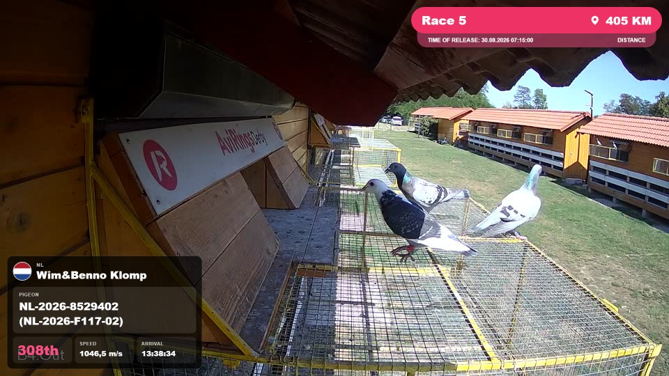 Pigeon Arrival Image For Race Race 5