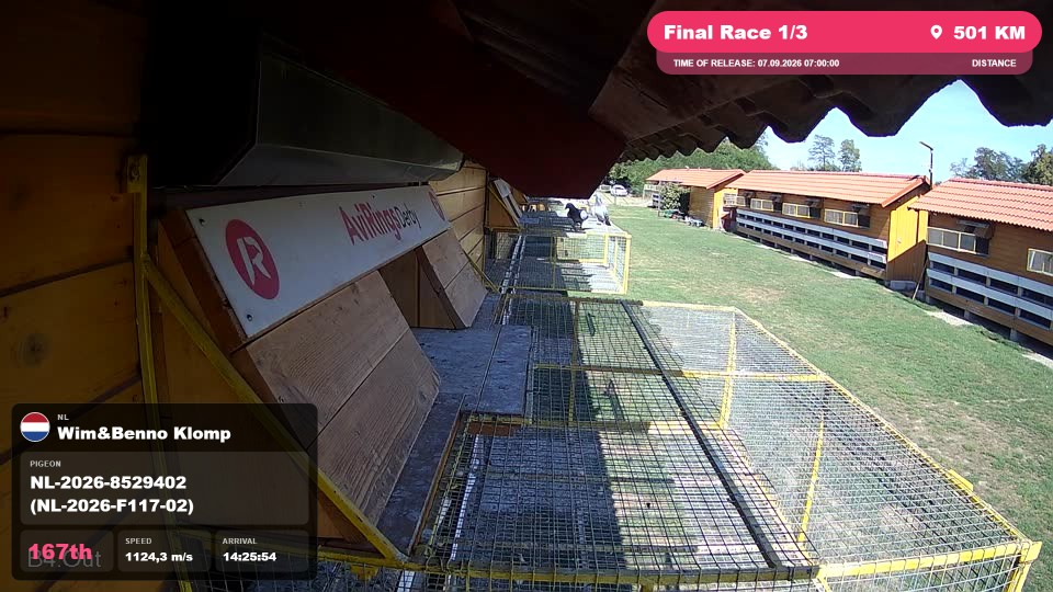 Pigeon Arrival Image For Race Final Race 1/3