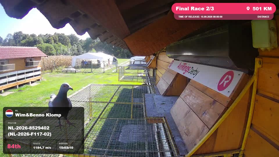 Pigeon Arrival Image For Race Final Race 2/3