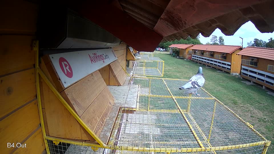 Pigeon Arrival Image For Race Race 4