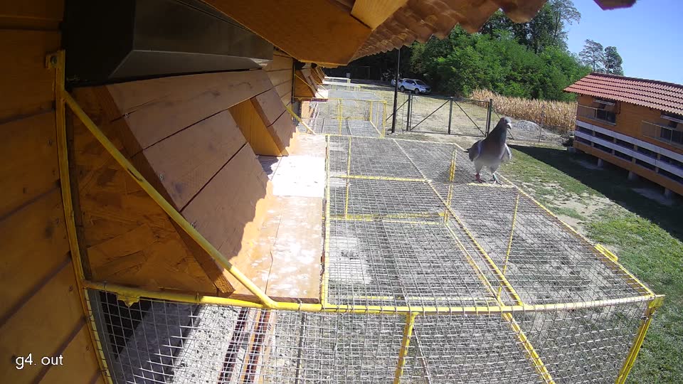 Pigeon Arrival Image For Race Race 3