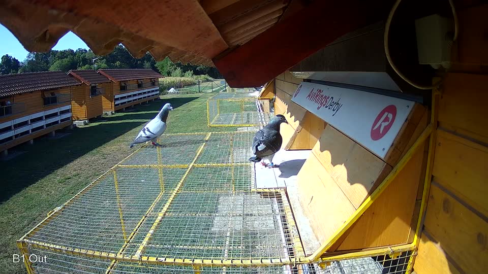 Pigeon Arrival Image For Race Race 2