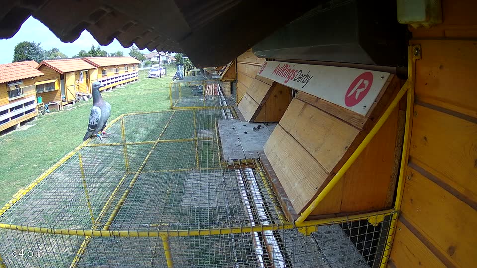 Pigeon Arrival Image For Race Race 4