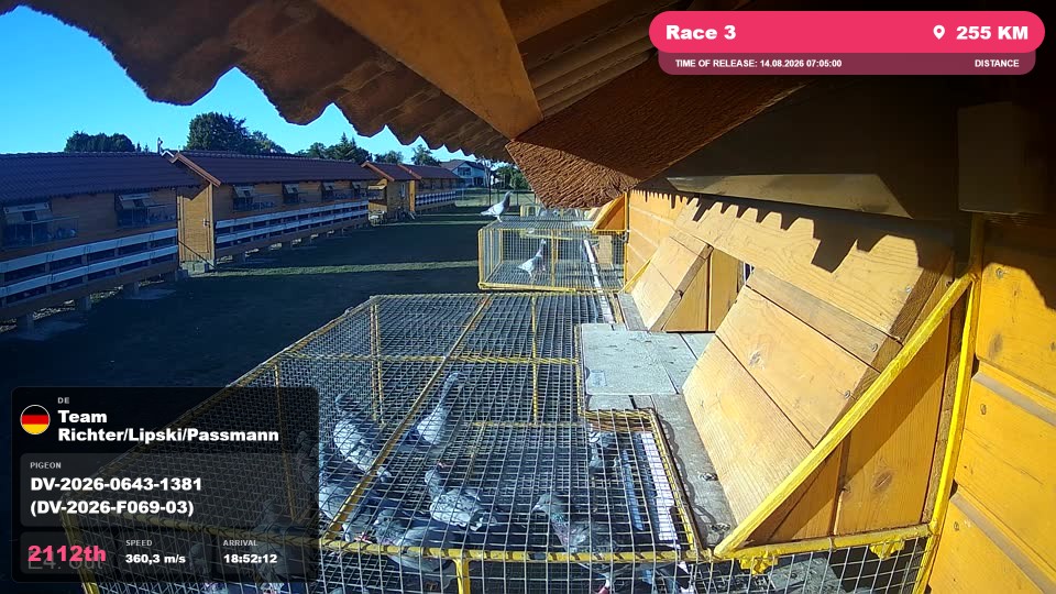 Pigeon Arrival Image For Race Race 3