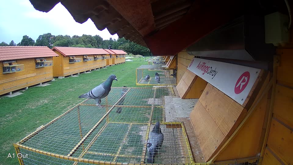 Pigeon Arrival Image For Race Race 6