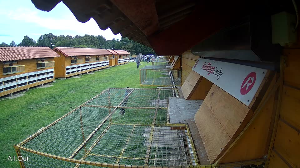 Pigeon Arrival Image For Race Final race 3