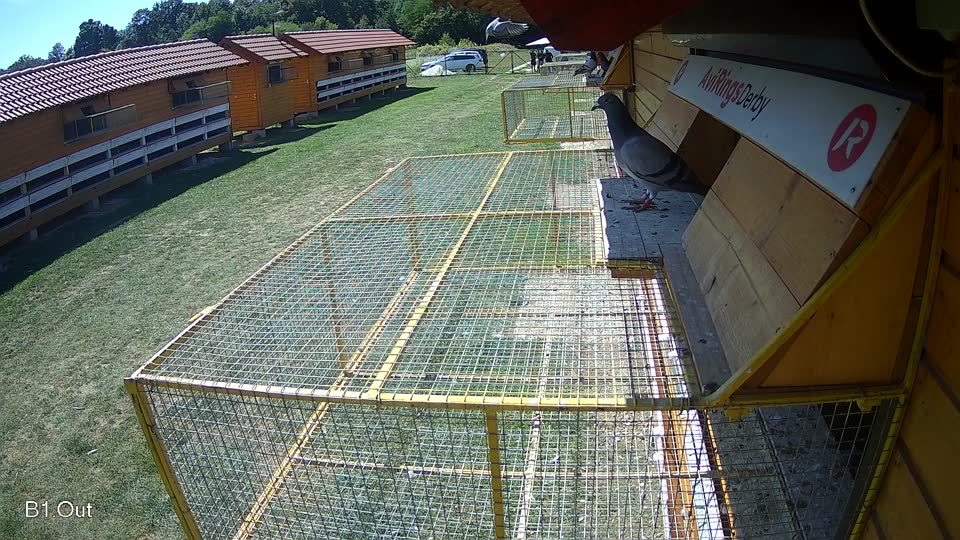Pigeon Arrival Image For Race Race 5