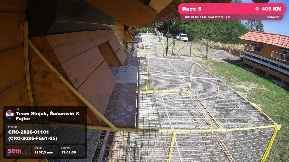 Pigeon Arrival Image For Race Race 5