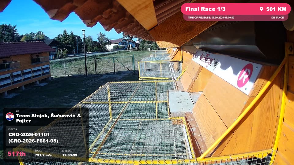 Pigeon Arrival Image For Race Final Race 1/3