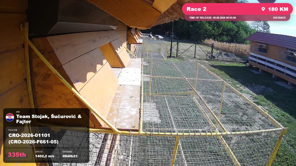 Pigeon Arrival Image For Race Race 2