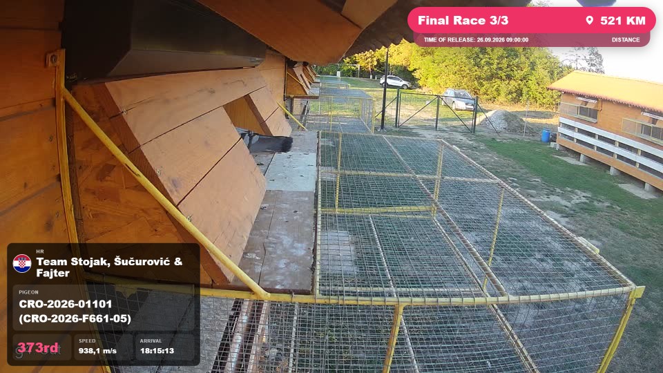 Pigeon Arrival Image For Race Final Race 3/3