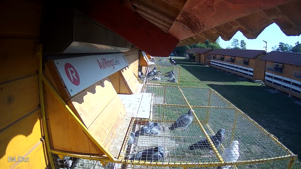Pigeon Arrival Image For Race Race 5