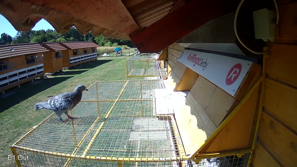 Pigeon Arrival Image For Race Race 3