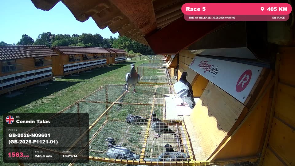Pigeon Arrival Image For Race Race 5