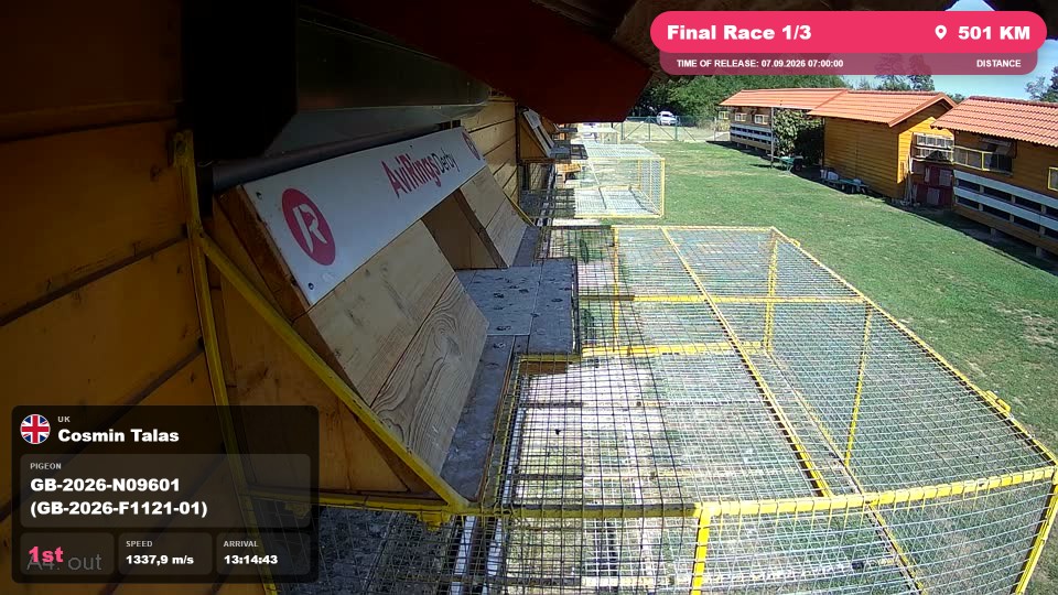 Pigeon Arrival Image For Race Final Race 1/3