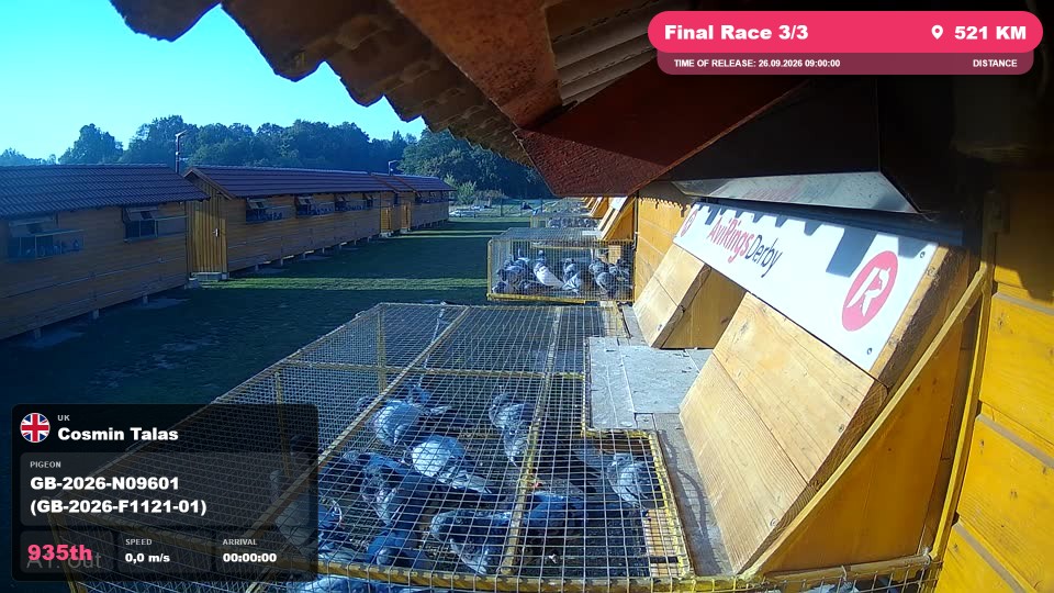 Pigeon Arrival Image For Race Final Race 3/3