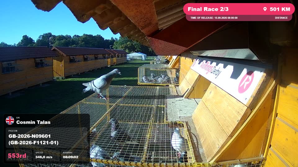 Pigeon Arrival Image For Race Final Race 2/3