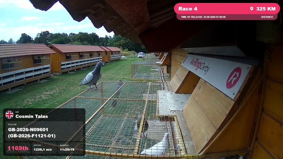 Pigeon Arrival Image For Race Race 4